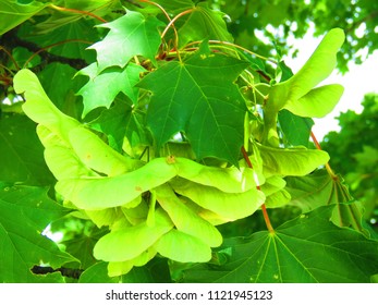 Seeds Ashleaf Maple Acer Negundo Stock Photo (Edit Now) 1121945123