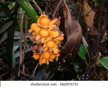 Samen von Astrocaryum murumuru, Arecaceae Familie (portugiesischer Gemeindename: murumuru) ist eine Palme, die in der Amazonas Regenwald Vegetation in Brasilien, die essbare Früchte trägt.