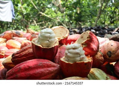 The seeds of cacao fruits are white, the predominant taste is sweet and sour, basic ingredients for making chocolate powder and chocolate-based foods.