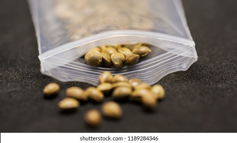 Seeds of Cannabis Weed Seeds in Black Background marijuana seeds