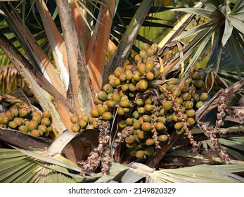 The Seeds Of The Chinese Fan Palm.