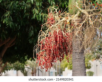 The Seeds Of The Chinese Fan Palm.