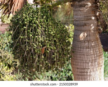 The Seeds Of The Chinese Fan Palm.