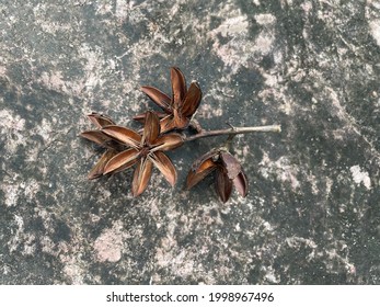 The Seeds Of Queen’s Crape Myrtle.