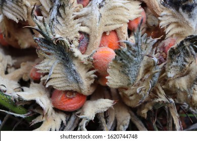 Seeds Of Cycas, Sago Palm, King Of Cycas, Cycas Revoluta Seeds 