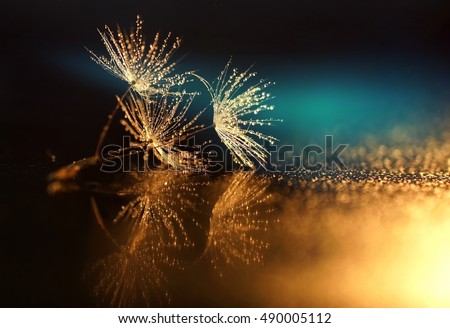 Seeds dandelion mirror reflection. Dark background dandelions in the drops dew with a beautiful golden bokeh. Water droplets sparkle on the seeds of dandelions with the reflection in the mirror