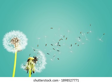 Seeds and dandelions at blue background. Freedom to Wish. Hope and dreaming concept.