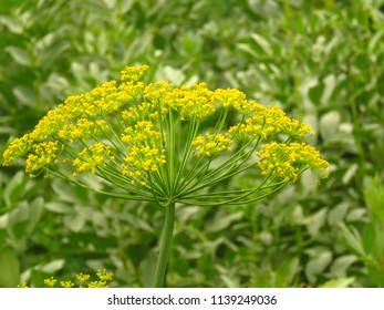 Seeds Of Dill, Anethum Graveolens,