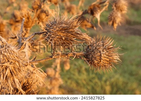 Seeds dry plant winter image particular nature naturalistic intense color characteristic