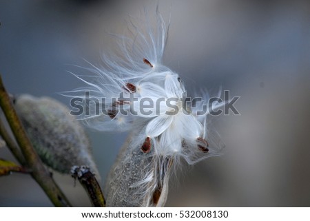 Seeds and filing from fully opened Milkweed seed pod