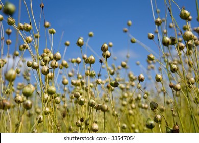 Seeds Of A Flax Field