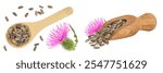 Seeds and flower of a milk thistle or Silybum marianum, Scotch Thistle, Marian thistle in wooden spoon isolated on white background. Top view