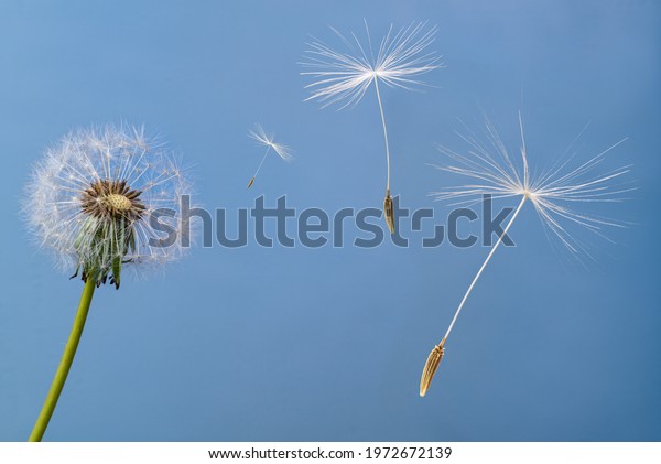 Seeds flying off with the wind\
from the seed head of a dandelion flower (Taraxacum\
officinale).