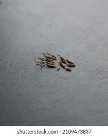 Seeds Of Geranium Zonal, Pelargonium Hortorum, On Grey Background