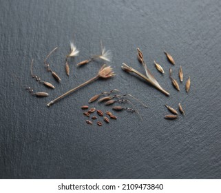 Seeds Of Geranium Zonal, Pelargonium Hortorum, On Grey Background