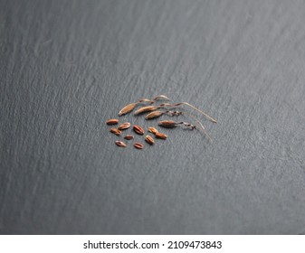 Seeds Of Geranium Zonal, Pelargonium Hortorum, On Grey Background