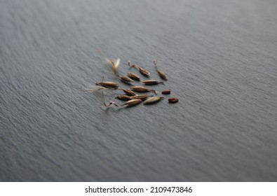 Seeds Of Geranium Zonal, Pelargonium Hortorum, On Grey Background