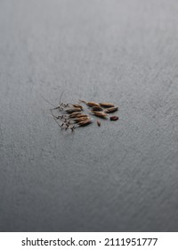 Seeds Of Geranium Zonal, Pelargonium Hortorum, On Grey Background