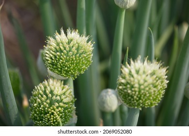 1,551 Wild onion seed Images, Stock Photos & Vectors | Shutterstock