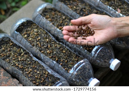 Seeds in hand for growing in plsatic pots. Recycle pots. Work at home concept.