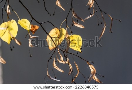 Similar – Image, Stock Photo hundredteins