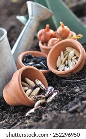 Seeds In Little Pots Placed On Soil To Sowing In Vegetable Garden 