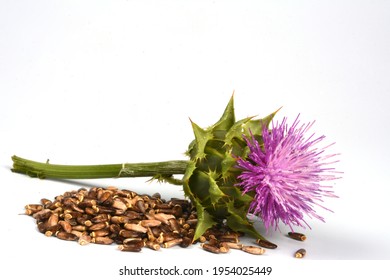 2,014 Milk Thistle Seeds Images, Stock Photos & Vectors | Shutterstock