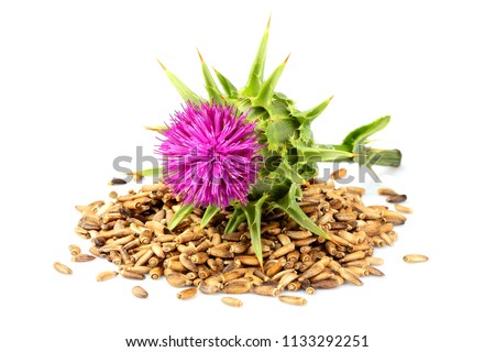 Seeds of a milk thistle with flowers (Silybum marianum, Scotch Thistle, Marian thistle ) Isolated on white closeup.