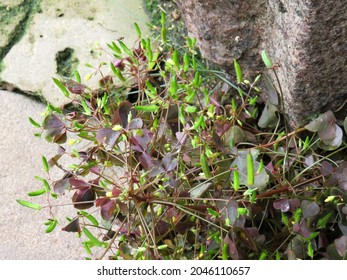 Seeds Oxalis Stricta Close Up