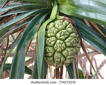 Seeds Of Pandanus Or Pine Cones Are Seen In Seagrass Beds..