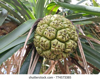 Seeds Of Pandanus Or Pine Cones Are Seen In Seagrass Beds..