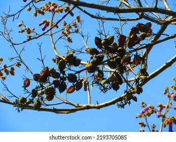 Seeds Of Paulownia Fortunei, Dragontree