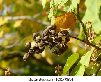 Seeds Of Paulownia Tomentosa (common Names Princesstree, Foxglove-tree, Empress Tree Or Kiri) Is A Deciduous Tree In The Family Paulowniaceae.