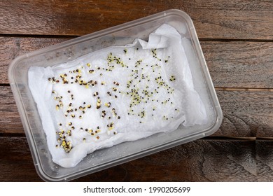 Seeds Are Placed In Moist Water Soaked Kitchen Towel To Germinate In Container