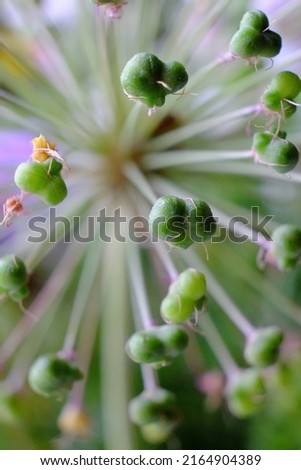 Similar – Image, Stock Photo Plant unknown to me as an abstract, thorny sculpture