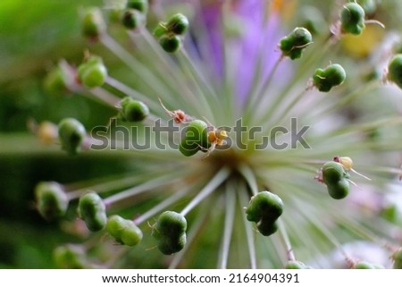 Similar – Image, Stock Photo Plant unknown to me as an abstract, thorny sculpture