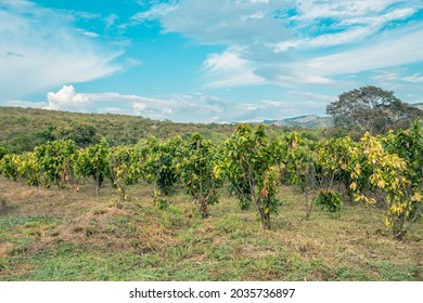 Seeds, Plants And Fruits Of Organic Cacao In The Jungle Of Peru Latin America