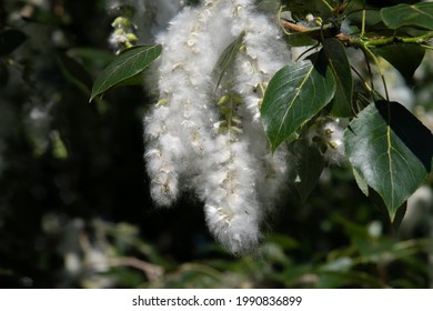 Seeds of poplar fluff close up on tree branches. Poplar fluff flies and make allergies. - Shutterstock ID 1990836899