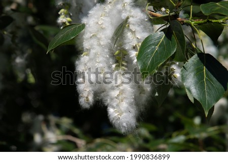Seeds of poplar fluff close up on tree branches. Poplar fluff flies and make allergies.