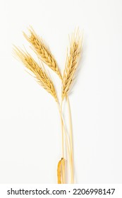 Seeds of ripe wheat on a white background. A whole crop of wheat germ. spikelet of wheat for flour from grain bread. View from above