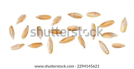 Seeds of rye isolated on a white background, top view. Rye grains.