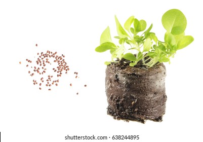 Seeds And Seedling Of Tobacco (Nicotiana Tabacum) Isolated On White Background