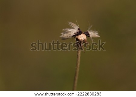 Seeds and stem of a dry dandelion against a blurry background. Few silky seeds attached to the head of a Taraxacum.