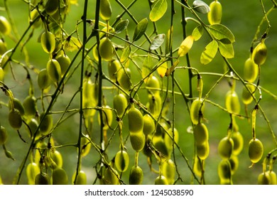 Seeds Of Styphnolobium Japonicum Or Pagoda Tree (Sophora Japonica)