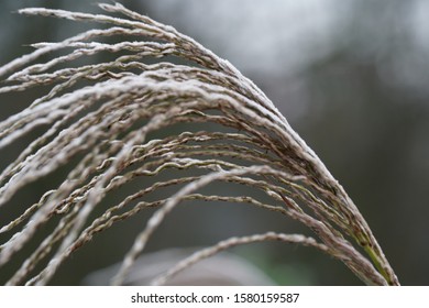 The Seeds Of A Tiger Grass Plant