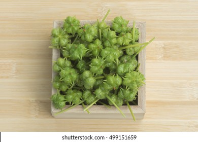 Seeds Of Tribulus Terrestris Plant.