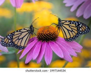 Seeing Double In The Butterfly Garden