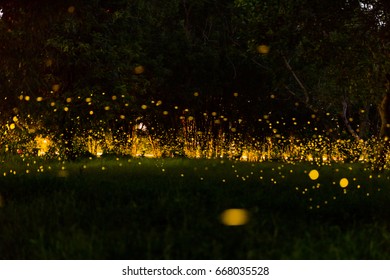 Seeing fireflies in the garden at night