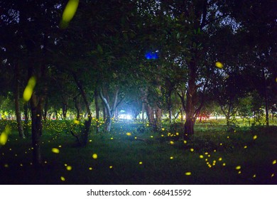 3,107 Fireflies garden Images, Stock Photos & Vectors | Shutterstock