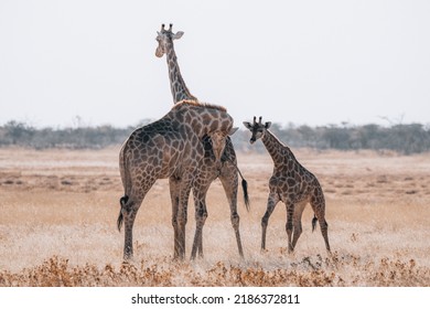 Seeing A Giraffe In The Wild Is Quite A Unique Experience.